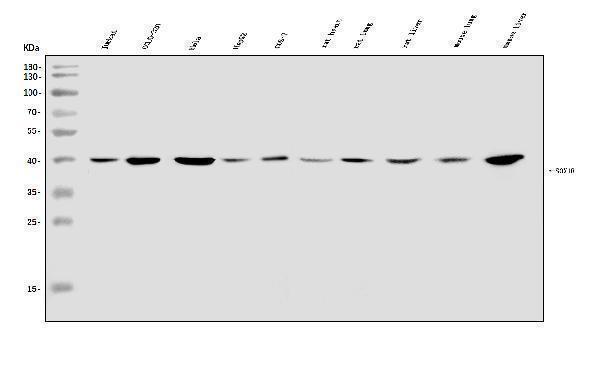 a04004 2 sox18 primary antibodies wb testing 1