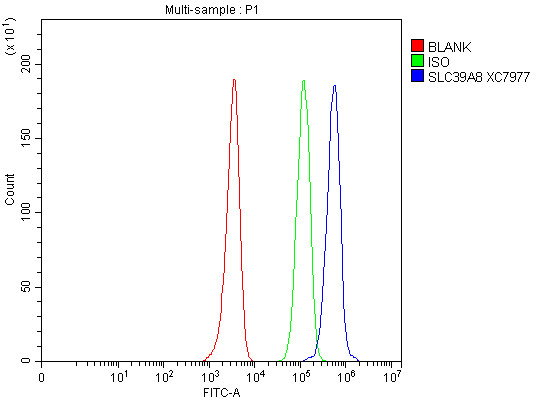 Flow Cytometry analysis of HEL cells using anti-ZIP8/SLC39A8 antibody (A04007-1)