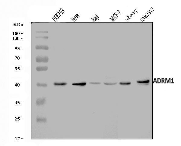  Western blot analysis of ADRM1/ARM-1 using anti-ADRM1/ARM-1 antibody (A04010-2)