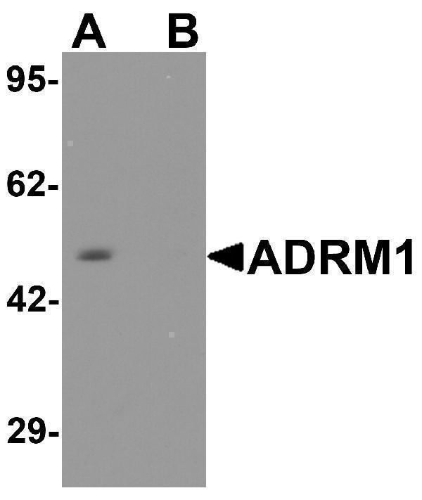 Western blot analysis of ADRM1 in EL cell lysate with ADRM1 antibody at 1 μg/ml in (A) the absence and (B) the presence of blocking peptide