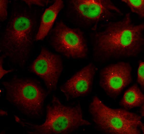 a04013 3 elac2 primary antibodies if testing 1