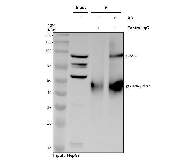 a04013 3 elac2 primary antibodies ip testing 1