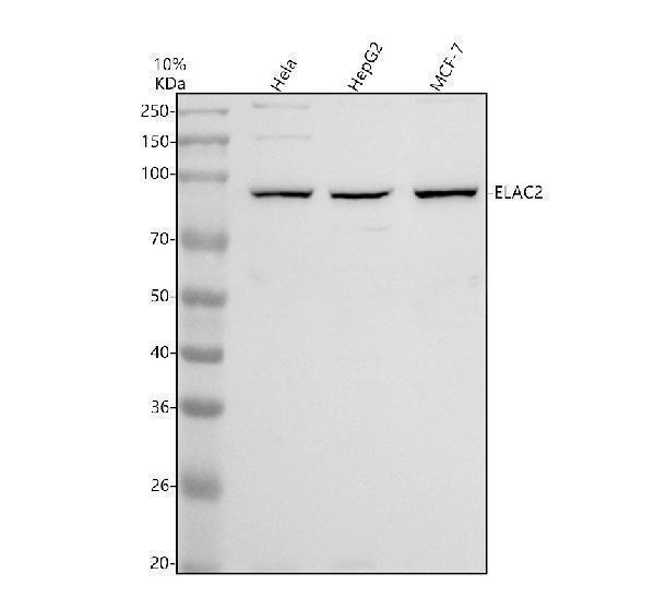 a04013 3 elac2 primary antibodies wb testing 1
