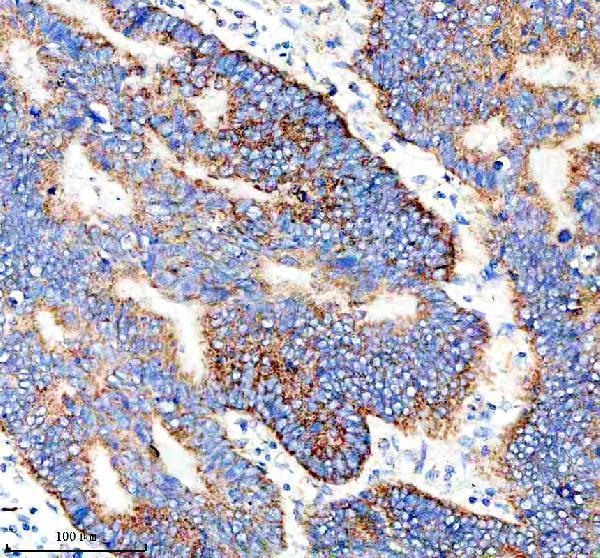  IHC analysis of IER3 using anti-IER3 antibody (A04014-1)