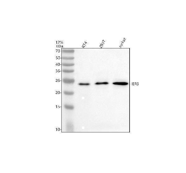  Western blot analysis of IER3 using anti-IER3 antibody (A04014-1)