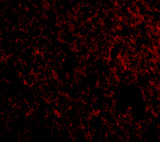 Immunofluorescence of IEX-1 in Human Brain cells with IEX-1 antibody at 20 μg/mL