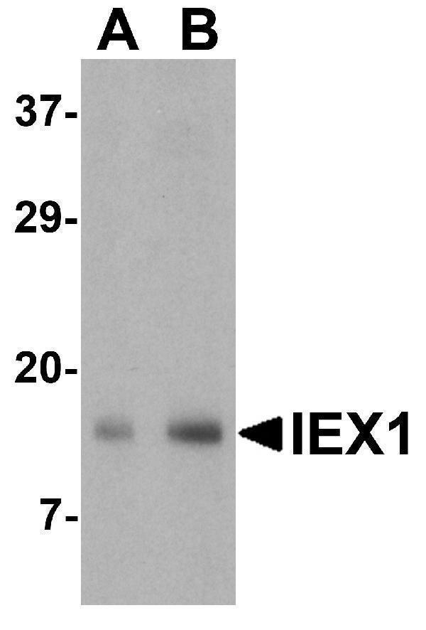 Western blot analysis of IEX-1 in mouse skin tissue lysate with IEX-1 antibody at (A) 1 and (B) 2 μg/mL