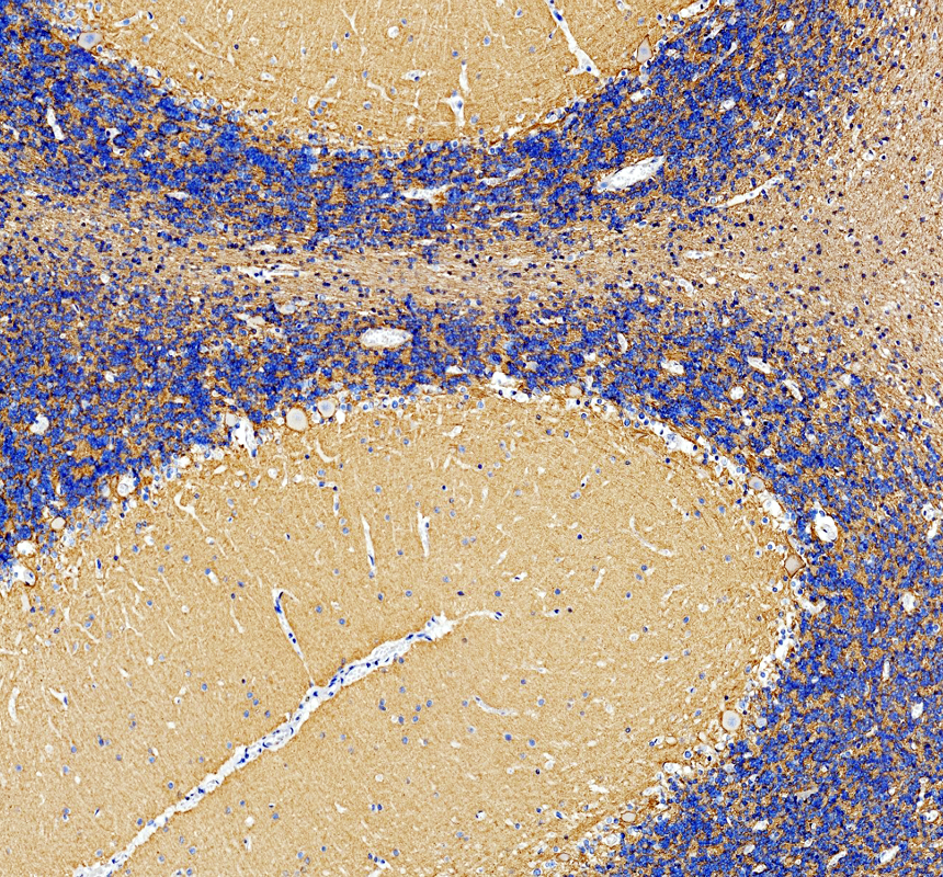 a04015 1 nfasc primary antibodies ihc testing 2