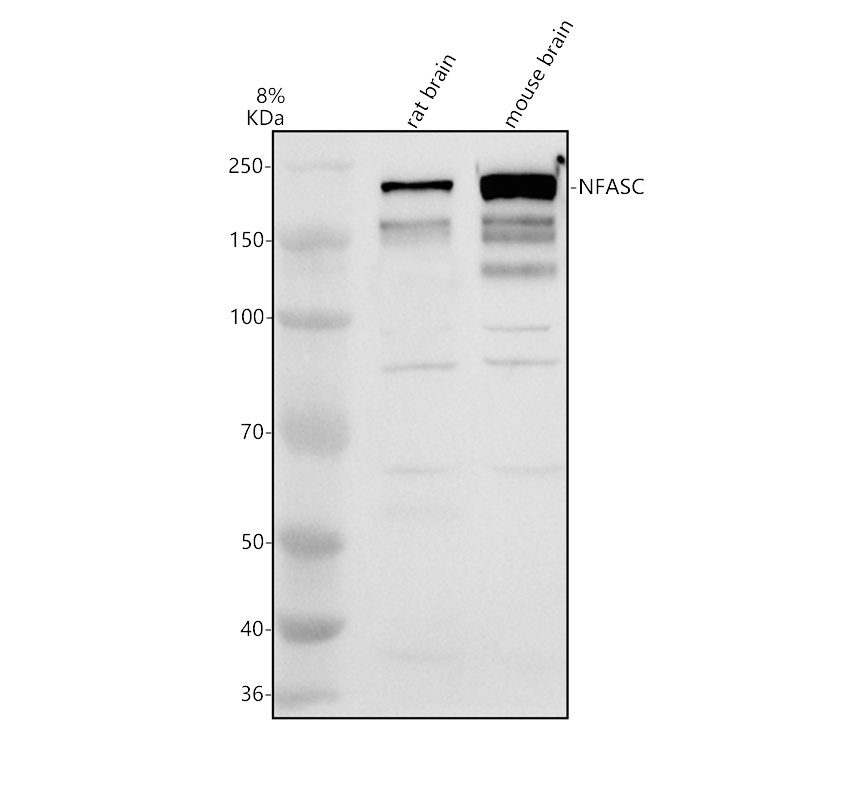 a04015 1 nfasc primary antibodies wb testing 1