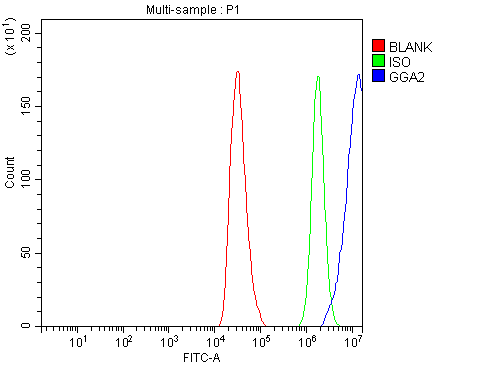  Flow Cytometry analysis of HepG2 cells using anti-GGA2 antibody (A04016-2)