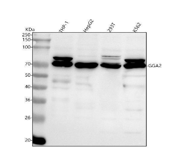  Western blot analysis of GGA2 using anti-GGA2 antibody (A04016-2)