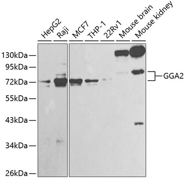 Western blot analysis of extracts of various cell lines, using GGA2 antibody  at 1:1000 dilution