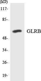 a04017 1 glrb primary antibodies wb testing 1