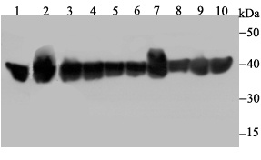 Western blot analysis of PPP1CB on different lysates
