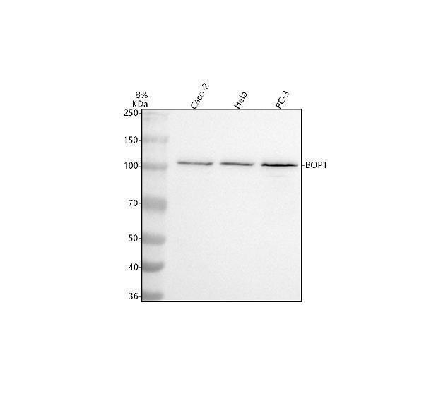  Western blot analysis of BOP1 using anti-BOP1 antibody (A04026-2)
