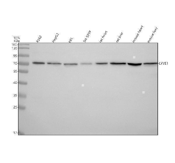 Western blot analysis of LYVE1 using anti-LYVE1 antibody (A04027-2)