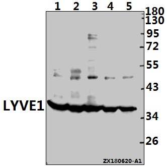 a04027 lyve1 primary antiboties wb testing 1
