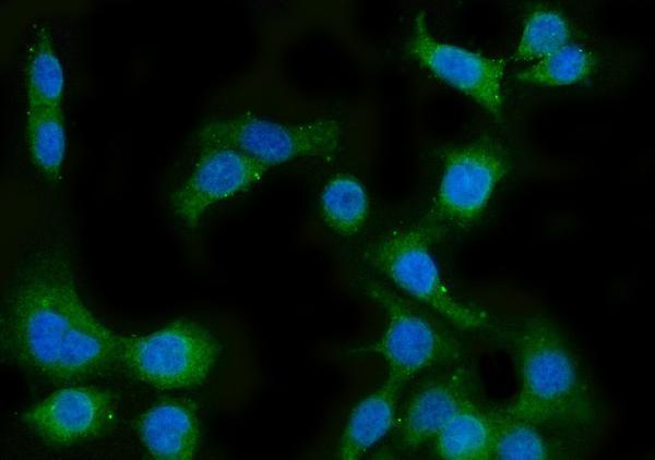 a04032 1 cyp51a1 primary antibodies if testing 2