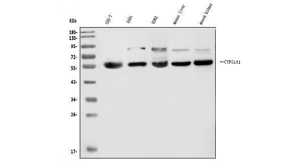 a04032 1 cyp51a1 primary antibodies wb testing 1