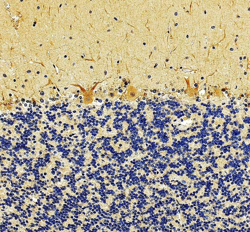 a04034 1 moxd1 primary antibodies ihc testing 1