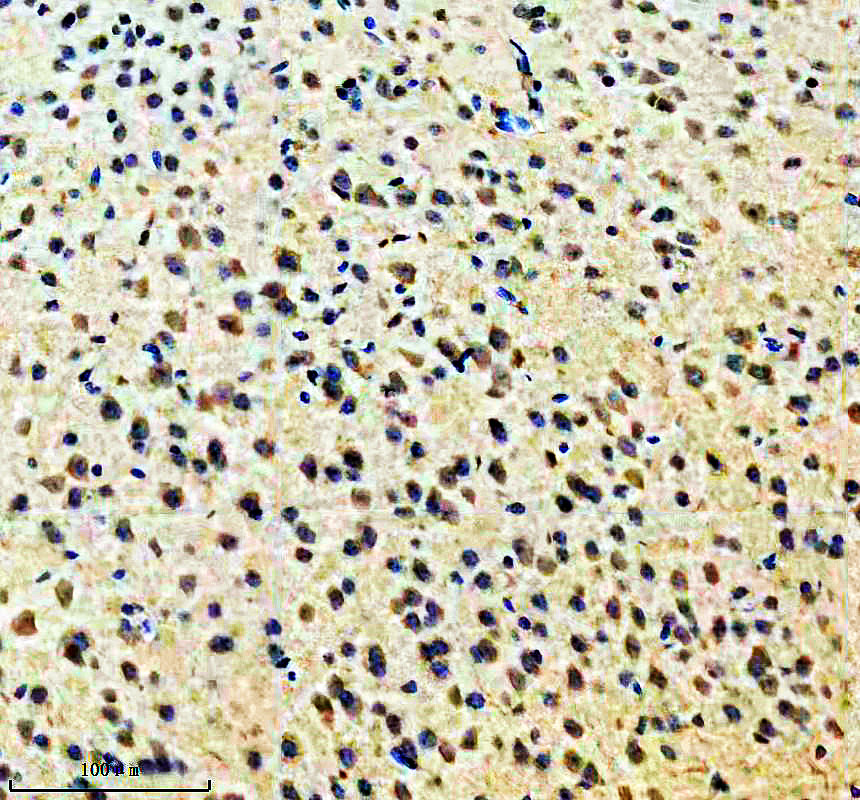 a04034 1 moxd1 primary antibodies ihc testing 2