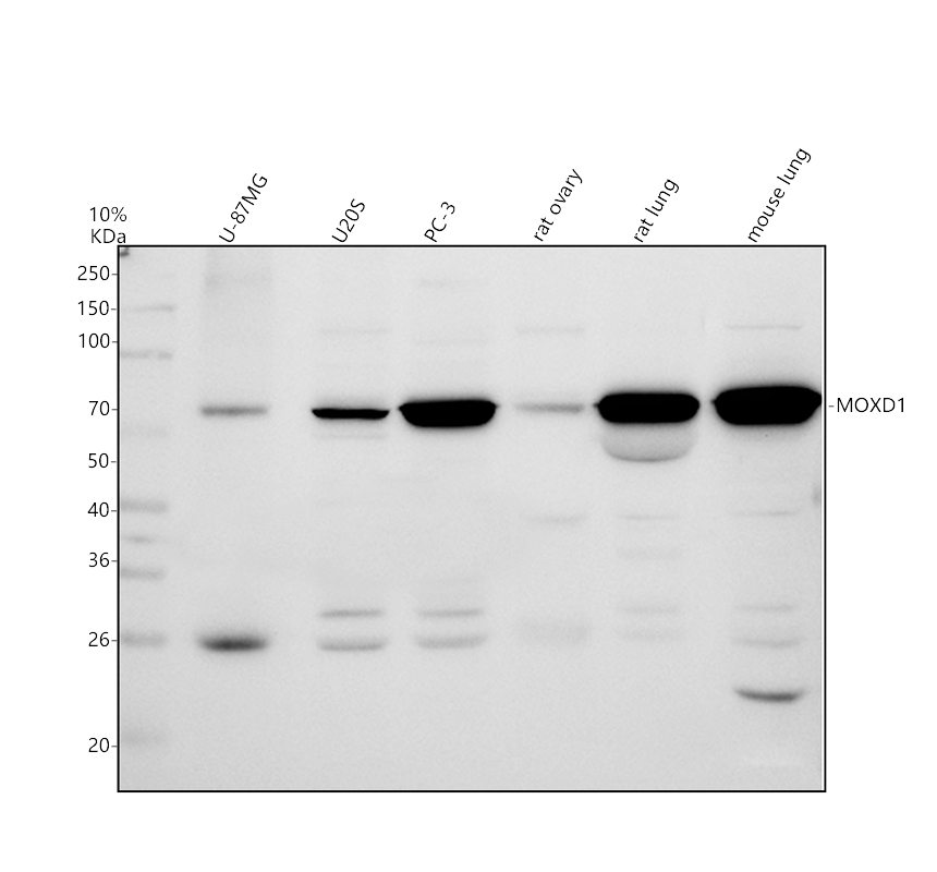 a04034 1 moxd1 primary antibodies wb testing 1