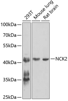 Western blot analysis of extracts of various cell lines, using NCK2 antibody  at 1:1000 dilution