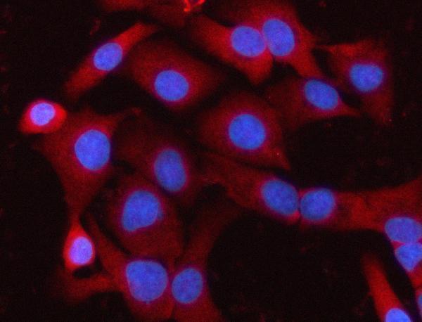 a04038 2 melk primary antibodies if testing 4