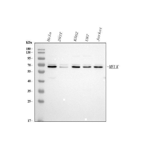  Western blot analysis of MELK using anti-MELK antibody (A04038-2)