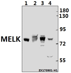 a04038 melk primary antiboties wb testing 1