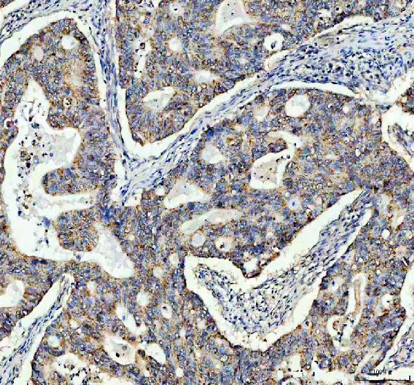 a04039 2 tomm20 primary antibodies ihc testing 2