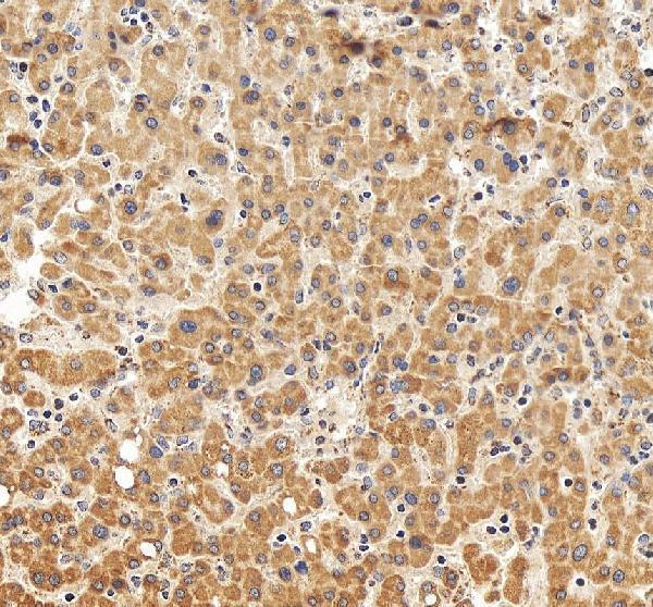 IHC analysis of TOM20/TOMM20 using anti-TOM20/TOMM20 antibody (A04039-2)