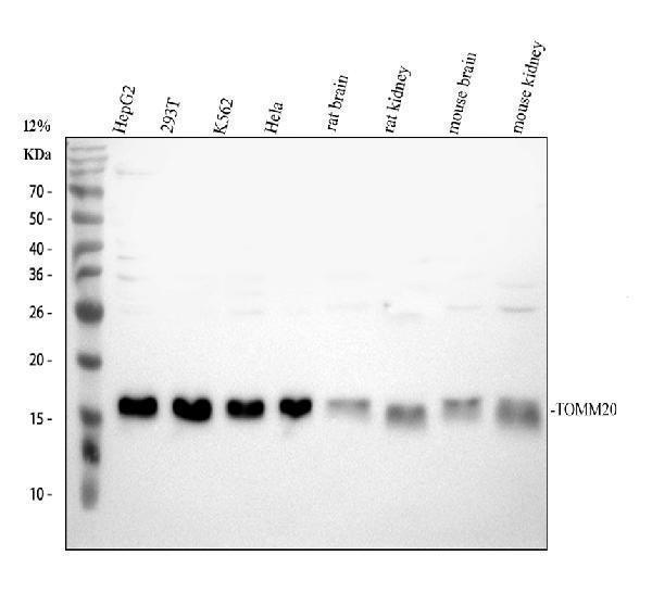 Western blot analysis of TOMM20 using anti-TOMM20 antibody (A04039-2)