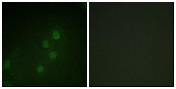 a04040 2 myf5 primary antibodies if testing 1