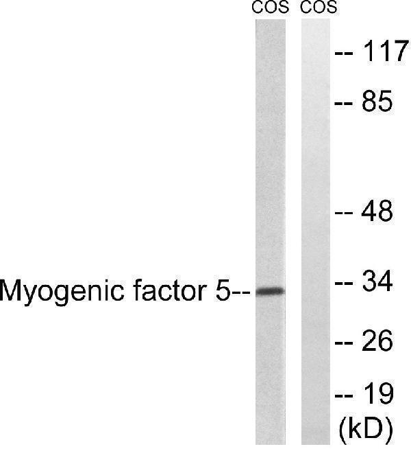 Western blot analysis of lysates from COS7 cells, using MYF5 Antibody