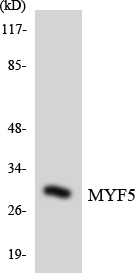 Western blot analysis of the lysates from K562 cells using MYF5 antibody