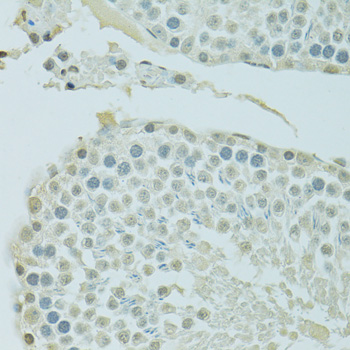 Immunohistochemistry of paraffin-embedded rat testis using BRD3 antibody  at dilution of 1:100 