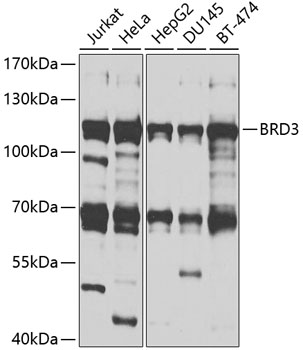 Western blot analysis of extracts of various cell lines, using BRD3 antibody  at 1:1000 dilution