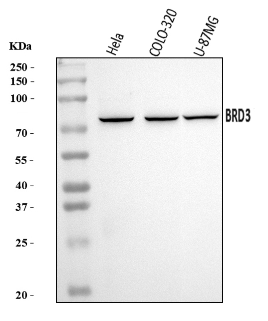  Western blot analysis of BRD3 using anti-BRD3 antibody (A04044-3)
