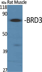 Western Blot analysis of various cells using BRD3 Polyclonal Antibody cells nucleus extracted by Minute TM Cytoplasmic and Nuclear Fractionation kit 