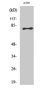 Western Blot analysis of A549 cells using BRD3 Polyclonal Antibody cells nucleus extracted by Minute TM Cytoplasmic and Nuclear Fractionation kit 
