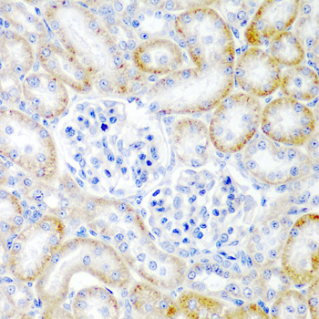 a04045 1 rln2 primary antiboties ihc testing 2
