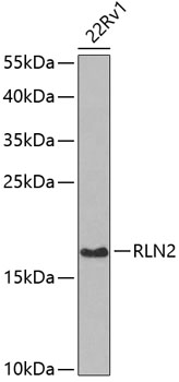 a04045 1 rln2 primary antiboties wb testing 1