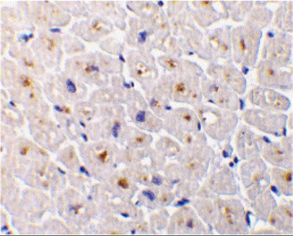a04048 1 tnfrsf6b primary antibodies ihc testing 2