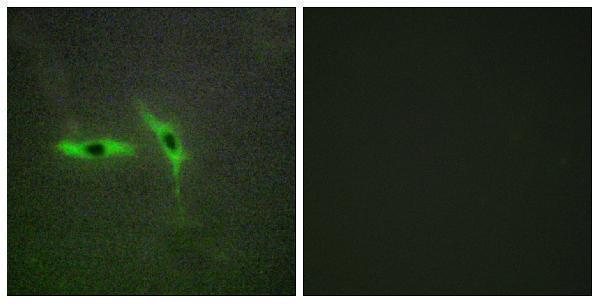 a04048 tnfrsf6b primary antibodies if testing 1