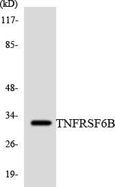 Western blot analysis of the lysates from HT-29 cells using TNFRSF6B antibody