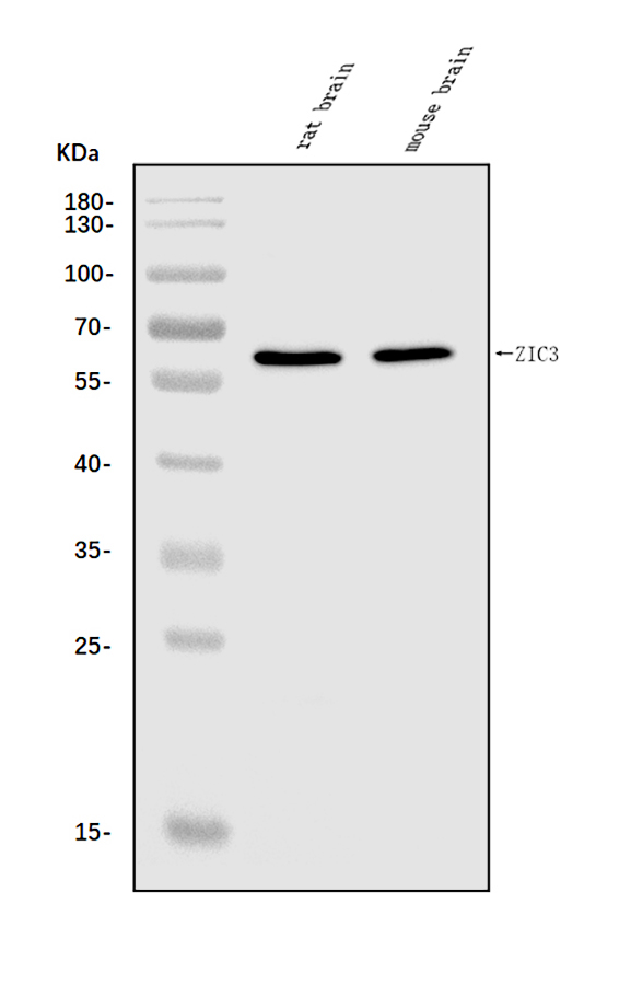 a04050 2 zic3 primary antibodies wb testing 1