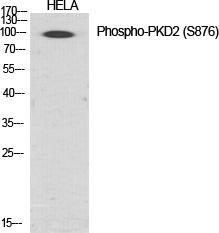 a04056s876 1 prkd2 primary antibodies wb testing 2