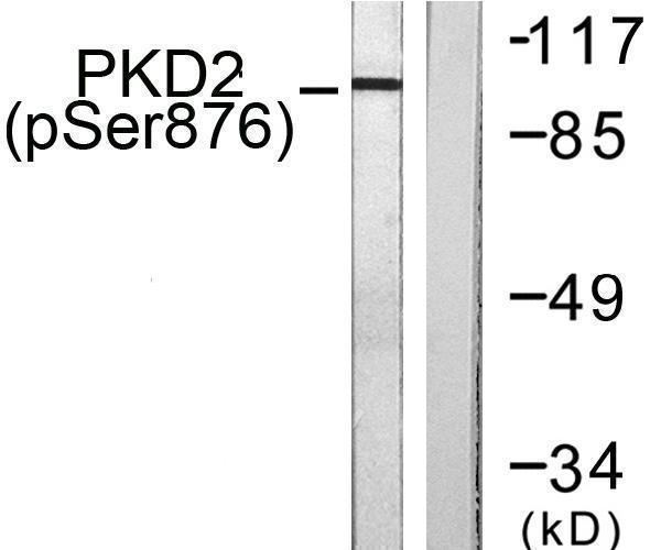a04056s876 1 prkd2 primary antibodies wb testing 4