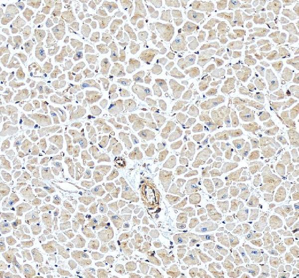 a04058 mb primary antibodies ihc testing 4